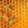 Honey Bee Infestation